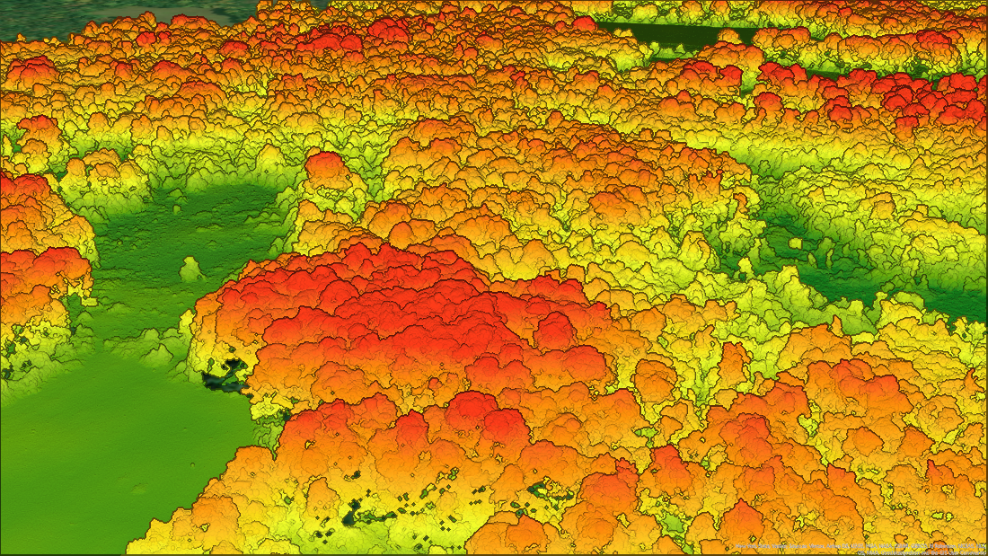 LiDAR point cloud of a sugar maple stand
