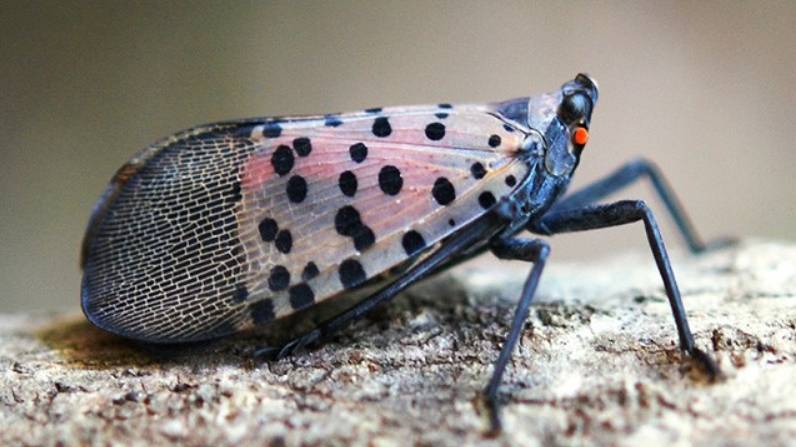 Spotted lanternfly